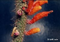 Cleistocactus baumannii ssp horstii PR